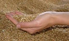 Algérie : la facture des importations de blé recule de 11% en janvier/février