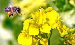 Abeilles : trois pesticides interdits, mais une persistance dans l'environnement