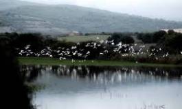 Skikda : protéger les oiseaux migrateurs de Guerbès-Sanhadja