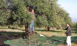 Kabylie : l’appel de l’olivier