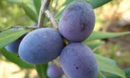 Bejaïa : une centaine d’exposants à la 17ème foire de l’olive