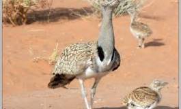 L’Algérie, terre de braconnage des émirs du Golfe