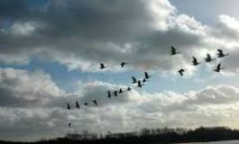 Aïn Témouchent : 18 espèces d’oiseaux rares recensées à Hassi El Ghella