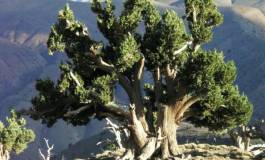 Appel à la création d’une réserve naturelle pour sauver le genévrier dans l’Aurès