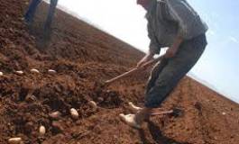 Pause d’humeur ou les patates à l’école