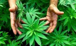 Le Maroc demeure le principal exportateur de cannabis en 2013