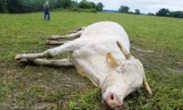 Fièvre aphteuse : les mises en garde d’un docteur vétérinaire