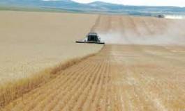 L'irrigation comme moteur pour soutenir la production agricole algérienne