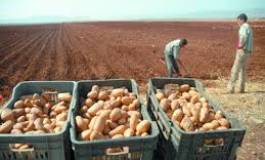 La pomme de terre : pilier de la sécurité alimentaire (I)