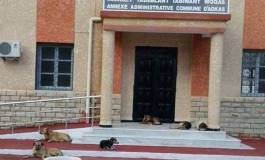 Quand des clébards occupent l'annexe de la commune d'Aokas !