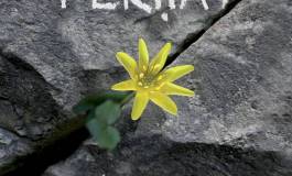 Ferhat Mehenni revient avec un huitième album