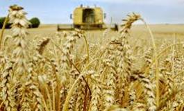 Céréales: l'inquiétude sur l'offre fait flamber les cours