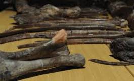 Découverte en Afrique du Sud d'une ancienne espèce du genre humain