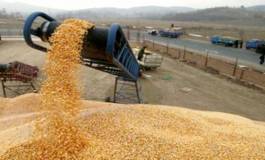 La facture d'importation des céréales baisse les huit premiers mois