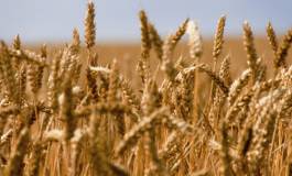 Le soja et les céréales en hausse, portés par des exportations et la météo