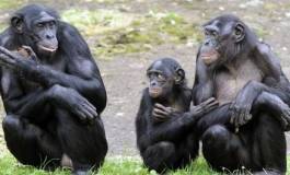 Les grands singes possèdent une mémoire cinématographique
