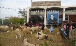 Une vente de moutons de l'Aïd sous le patronage du chef de l'Etat ?!
