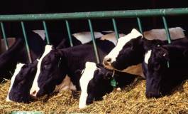 Un Algérien met au point une nouvelle technique de production fourragère hors sol