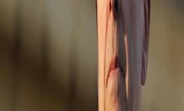 Alain Juppé, candidat à la présidentielle, se rendra en Algérie fin janvier