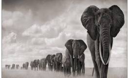 Croissance verte : l’Afrique a le plus grand réservoir de développement