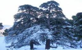 Batna : deux vice-présidents de l'APC de Theniet El-Abed suspendus