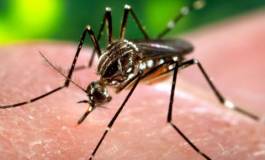 Première campagne publique de vaccination contre la dengue au Brésil (Sanofi)