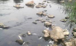 Catastrophe écologique de l'oued Soummam (Bejaia) : où sont les responsables ?