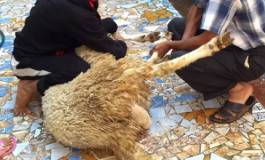 Violence, l’aïd, le sang, et l’enfance : parlons-en, en toute innocence !