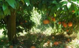 L'importation des agrumes interdite pendant leur récolte en Algérie