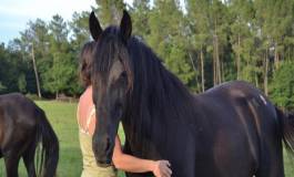 L'âne berbère et le cheval dit "arabe'' !