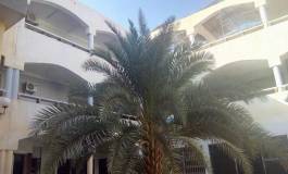 Un édifice de 50 milliards abandonné en plein centre d’Ouargla