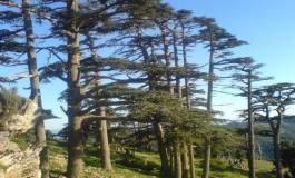 La conservation des forêts de Batna en quelques chiffres