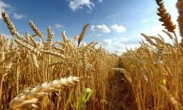 La facture des importations de céréales en baisse en 2016