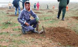 Opération de reboisement grandeur nature à Tiaret