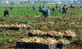 A la veille des élections, le gouvernement déstocke la pomme de terre pour faire baisser les prix