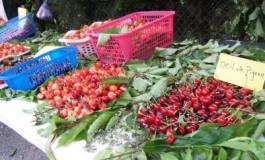 Kabylie : la fête de la cerise d'Ath Allaoua a connu une affluence record