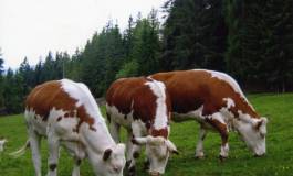 L'Algérie relancera l'importation de bovins