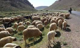 Vol d'un troupeau de moutons à Melakou (Tiaret)
