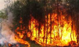 14 310 hectares ravagés par le feu depuis le 1er juin