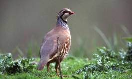 Opération de réintroduction de la perdrix menée à Médéa