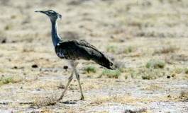 Des émirs du Golfe de retour pour braconner l’outarde en Algérie