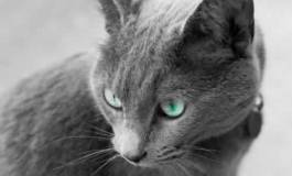 Medelci n’a rien dit et la nuit tous les chats sont gris