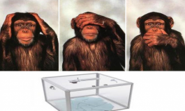 Fraude électorale : mode d'emploi... Par Mohamed Abassa