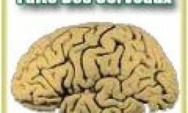 300 universitaires ont quitté l’Algérie en 2007