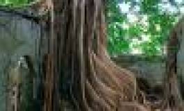 Au pays d'Ali Zamoum...