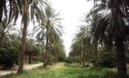 Biskra: Des palmeraies détruites par le feu