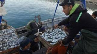 La sardine à 1000 DA et l’ail à 1400 DA dans les marchés de détails algériens ! (vidéo)