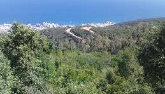 Les forêts ne représentent plus que 11% de la superficie de l’Algérie