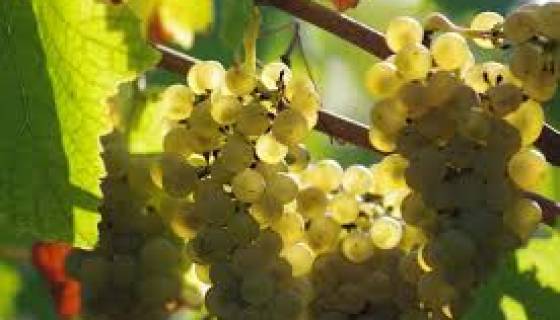 Des vignobles prometteurs prospèrent au sud de Ghardaïa