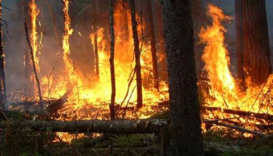 Des lignes de haute tension endommagées par les incendies